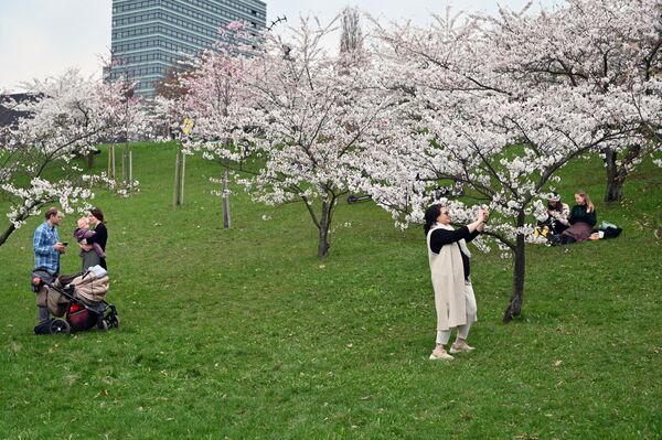 На фото: люди фотографируются на фоне цветущей сакуры в парке Тиунэ Сугихары в Вильнюсе. - Sputnik Литва