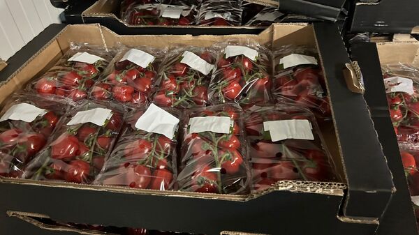 Свежие томаты из Нидерландов, которые изъяли сотрудники Калининградской областной таможни - Sputnik Литва