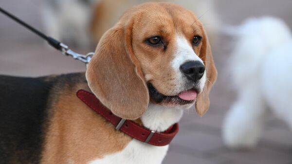 Собака, архивное фото - Sputnik Литва