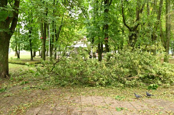 В то же время упавшие на машины деревья убирают не сотрудники Grinda, а пожарные-спасатели с соответствующей техникой. - Sputnik Литва