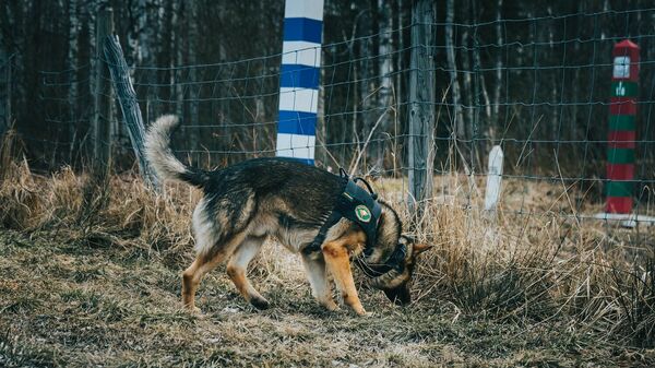 Служебная собака на границе России и Финляндии, архивное фото - Sputnik Литва