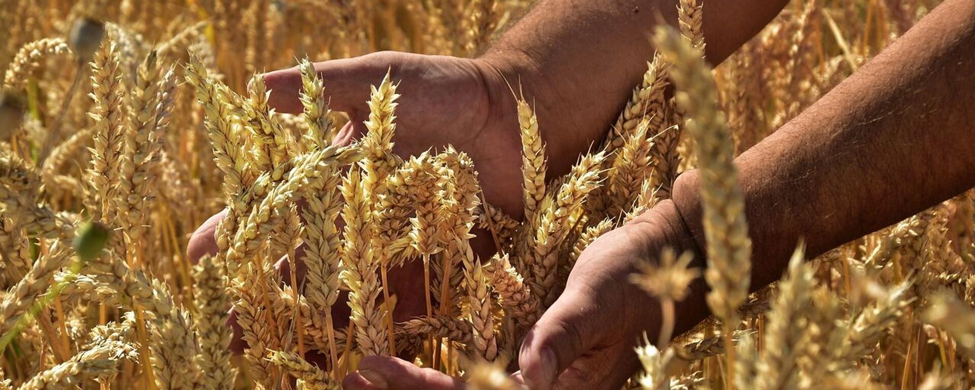 Колосья, архивное фото - Sputnik Литва, 1920, 25.12.2025