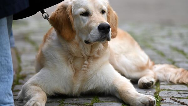 Собака, архивное фото - Sputnik Литва