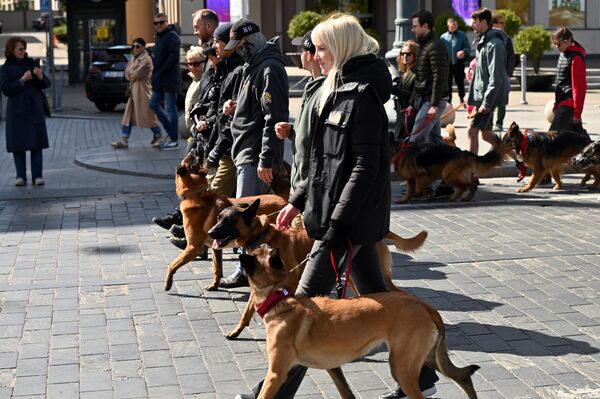 Во время шоу талантов представители различных пород показали свои выступления: синхронно выполняли задания с хозяевами, проходили через ноги, переворачивались по команде. Во время шоу талантов представители различных пород показали свои выступления: синхронно выполняли задания с хозяевами, проходили через ноги, переворачивались по команде. - Sputnik Литва