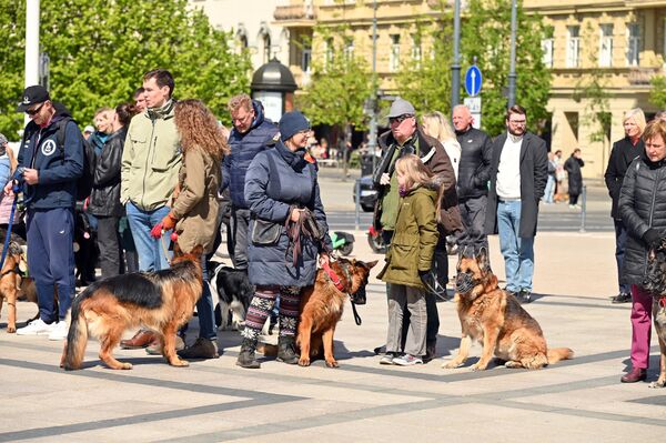 На фото: овчарки на параде пастушьих собак в Вильнюсе. На фото: овчарки на параде пастушьих собак в Вильнюсе. - Sputnik Литва