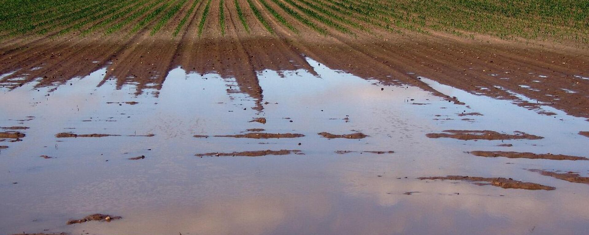 Затопленное поле, засеянное сельскохозяйственными культурами - Sputnik Литва, 1920, 13.08.2025