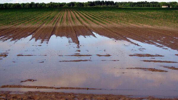 Затопленное поле, засеянное сельскохозяйственными культурами - Sputnik Литва