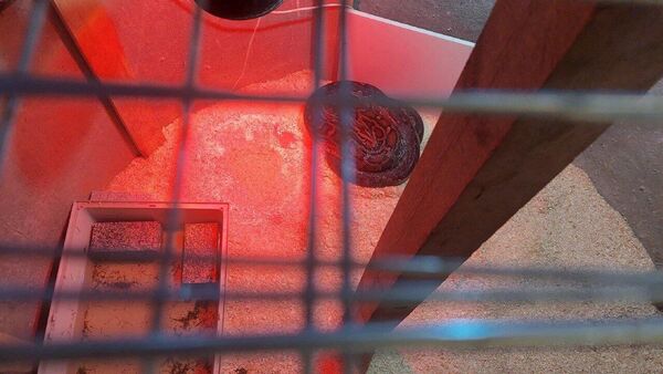 Питон в частном доме в Вильнюсском районе - Sputnik Литва