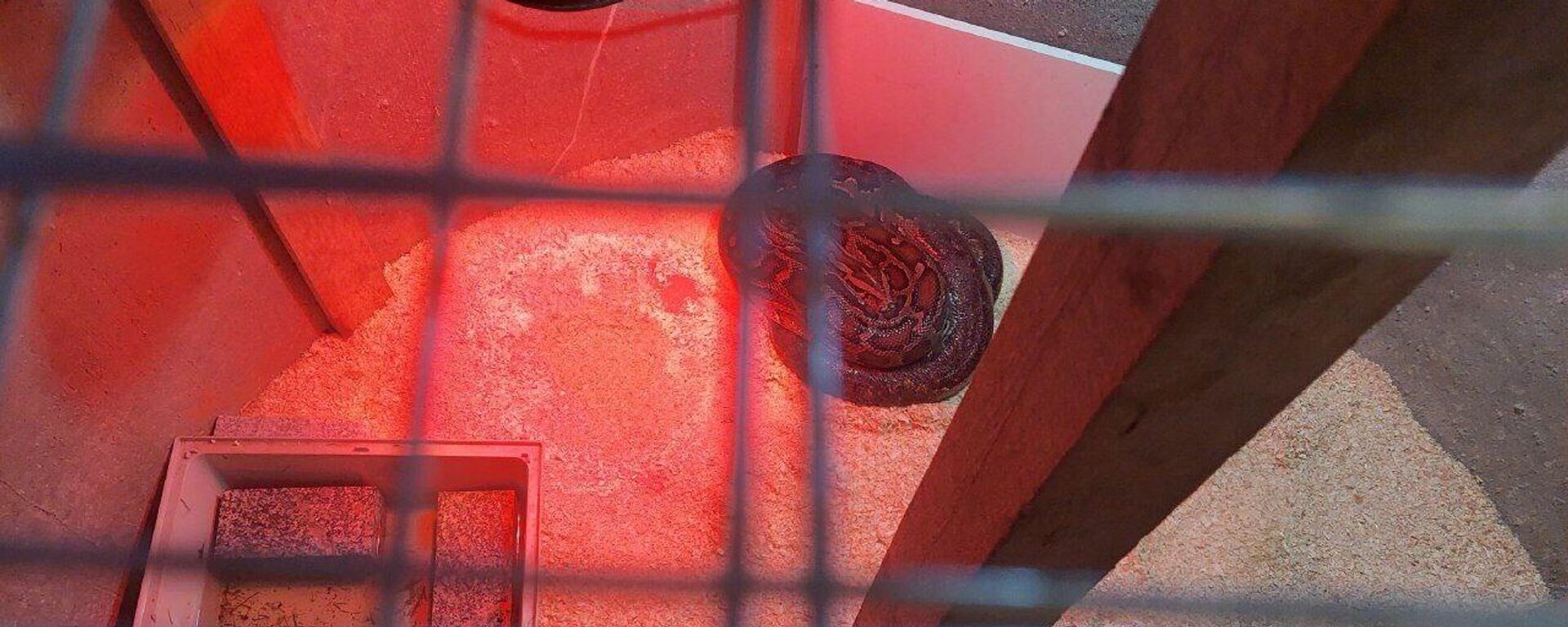 Питон в частном доме в Вильнюсском районе - Sputnik Литва, 1920, 24.08.2025