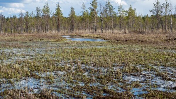 Болото, архивное фото - Sputnik Литва