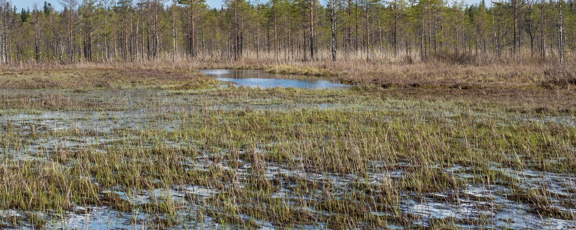 Болото, архивное фото - Sputnik Литва, 1920, 21.11.2025