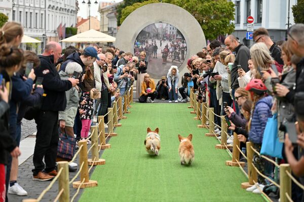 Но, конечно, кульминацией Corgi Race 2025, стали соревновательные забеги корги.  - Sputnik Литва