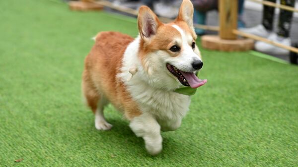 Забег корги в Вильнюсе Corgi Race Vilnius – 2025 - Sputnik Литва
