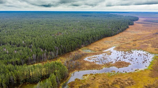 Болота в Литве - Sputnik Литва