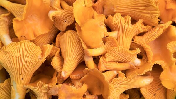 Грибы лисички, архивное фото - Sputnik Литва