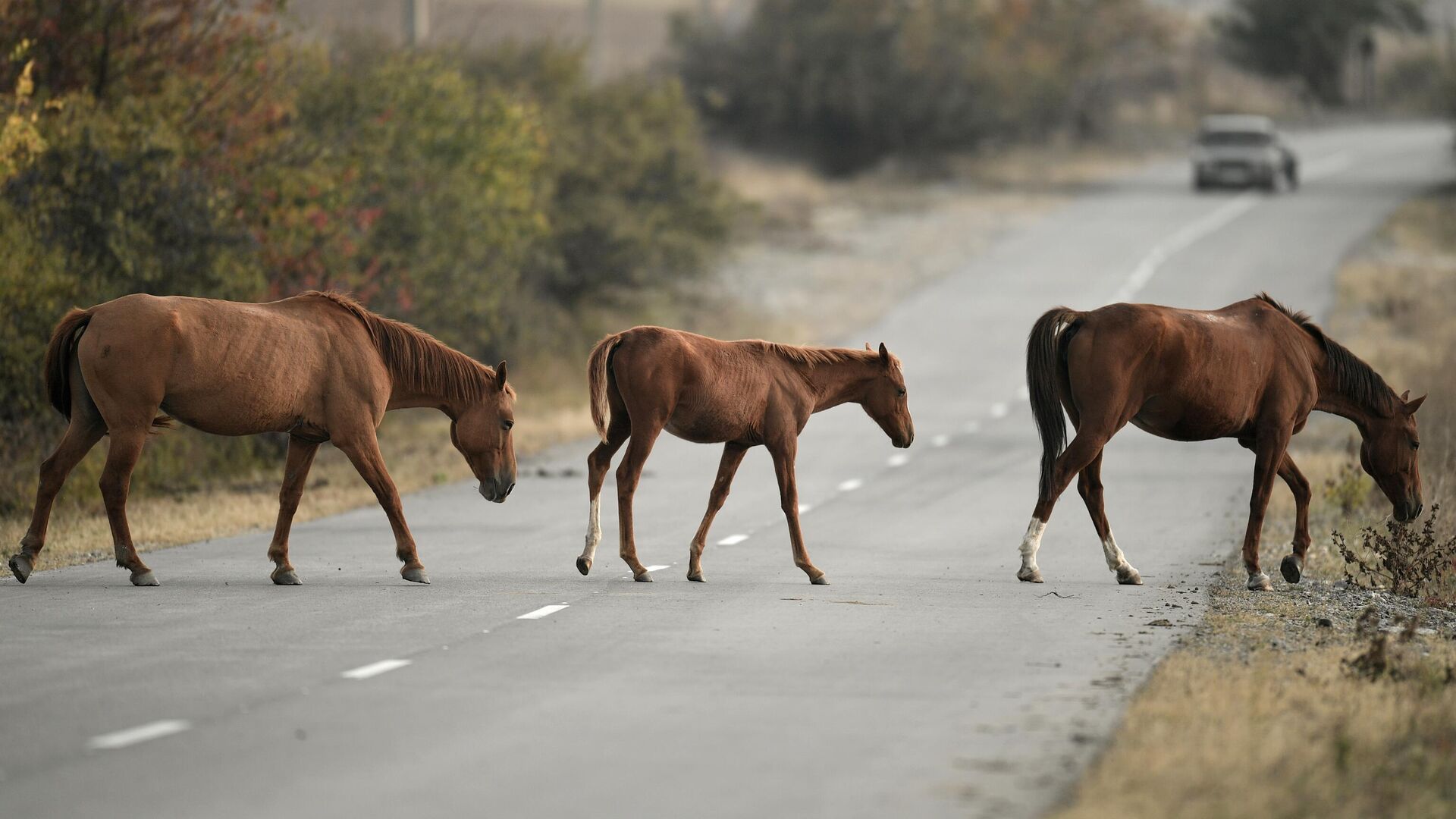 Лошади на дороге, архивное фото Лошади на дороге, архивное фото - Sputnik Литва, 1920, 28.09.2025
