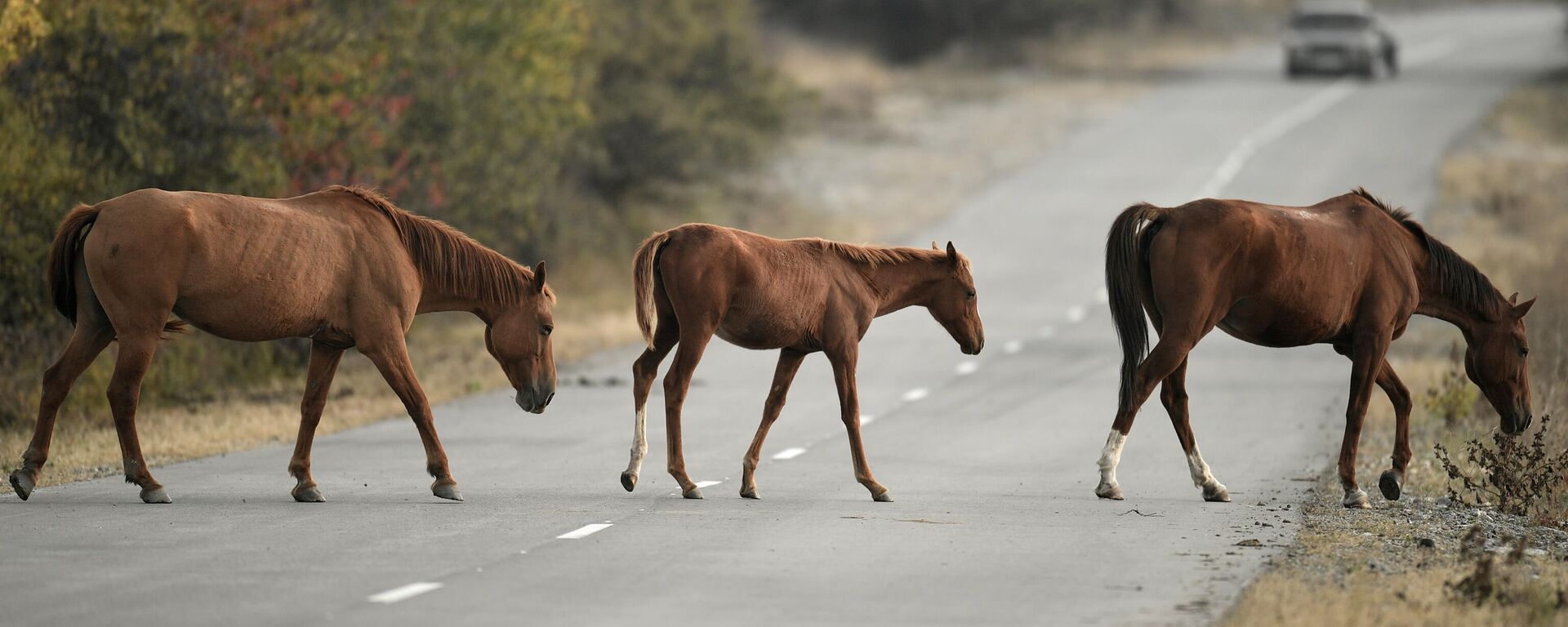 Лошади на дороге, архивное фото - Sputnik Литва, 1920, 28.09.2025