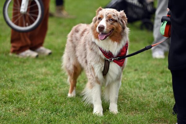 Мероприятие в этом году прошло уже в 12-й раз. - Sputnik Литва