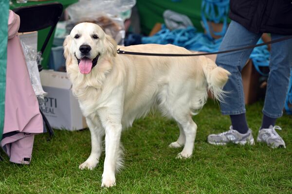 В Сообществе кинологов Литвы отметили, что общество становится более сознательным и ответственным по отношению к животным — люди интересуются благополучием животных, стараются ответственно заботиться о них и выбирать их. - Sputnik Литва