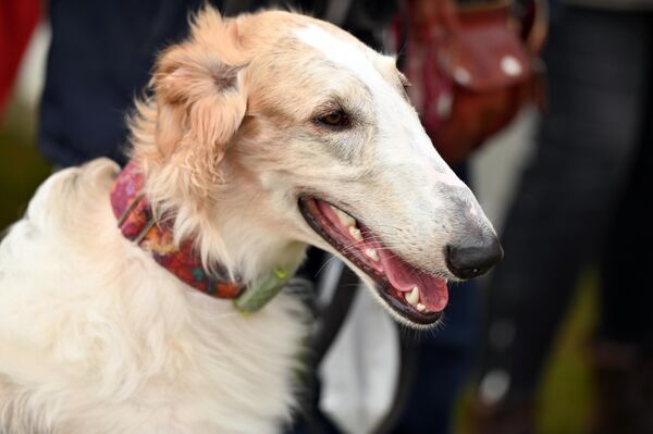 На фото: литовская гончая. - Sputnik Литва