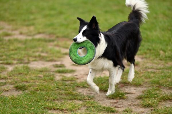 На мероприятии можно было пообщаться с представителями разных пород собак, поскольку были представители разных клубов. - Sputnik Литва