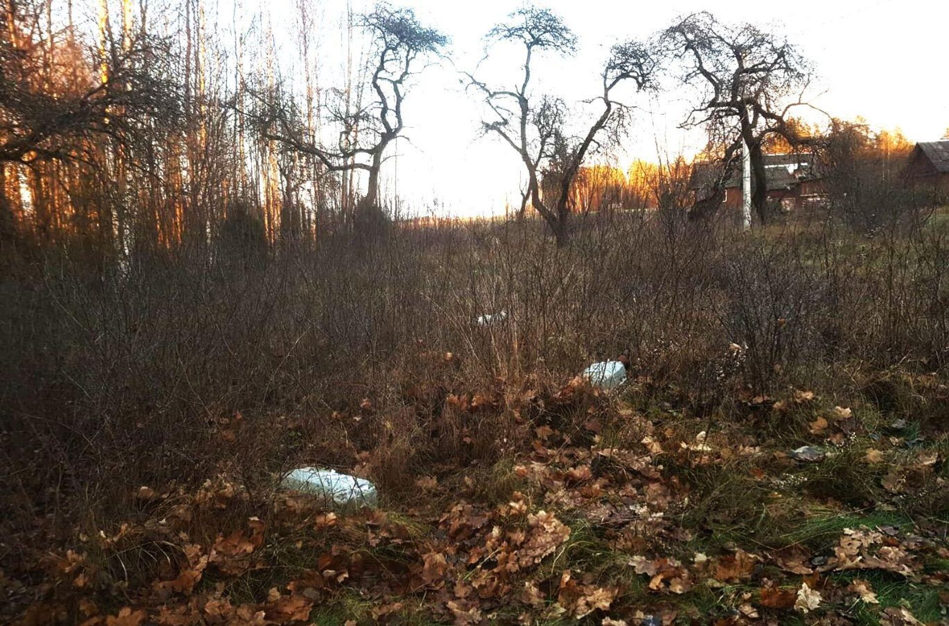 Контрабанда сигарет - Sputnik Литва, 1920, 25.11.2025