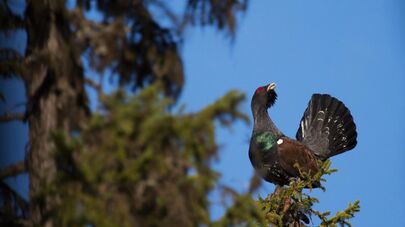 Глухарь, архивное фото