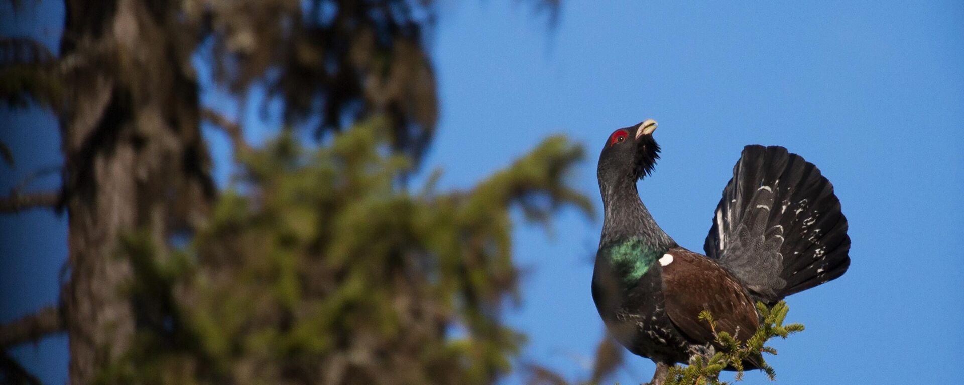 Глухарь, архивное фото - Sputnik Литва, 1920, 20.01.2026