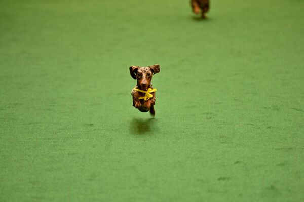 На фото: участник забега. - Sputnik Литва