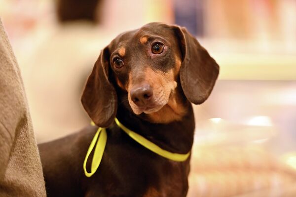 Все участники забега получили памятные призы, а зрители получили возможность сделать селфи с ушастыми питомцами. - Sputnik Литва