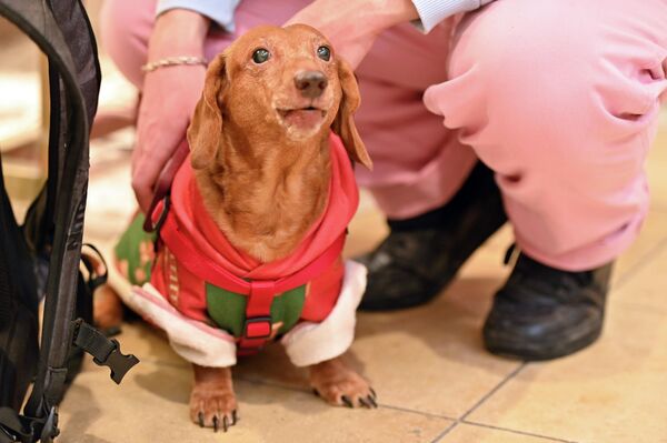 Зрителей ждали не только забеги четвероногих, но и костюмированный парад. - Sputnik Литва