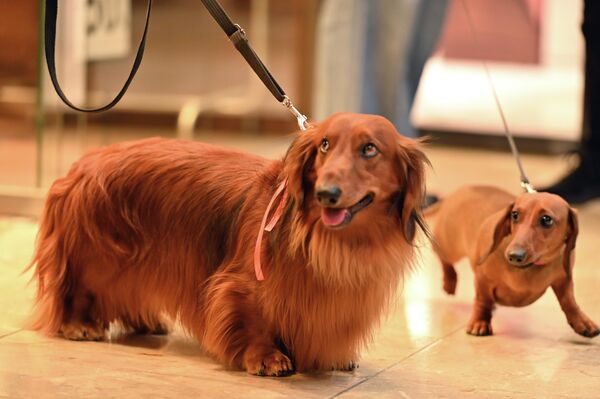 Собаки даже соревновались за звание самой длинношерстной таксы. - Sputnik Литва