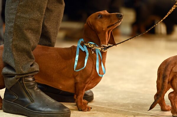 Забеги такс стали продолжением гонок корги, которые прошли этим летом. - Sputnik Литва