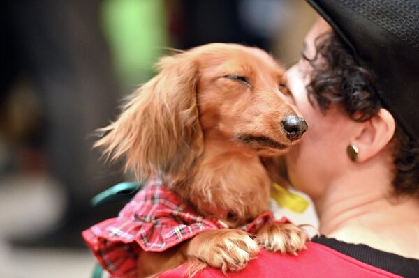 Забеги получились веселыми, многие собаки выступали в костюмах, радуя юных зрителей. - Sputnik Литва