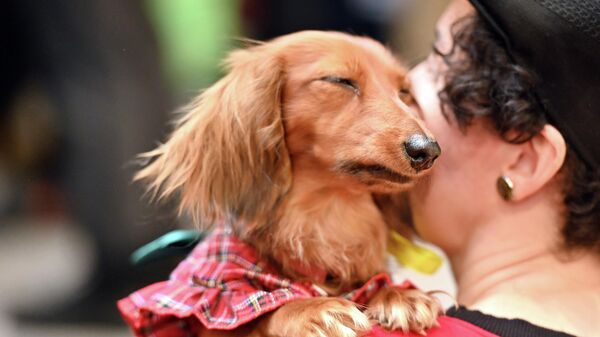 Забеги такс в Вильнюсе - Sputnik Литва