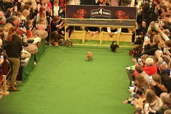 В Вильнюсе 14 февраля в торговом центре Ozas прошло необычное мероприятие — забеги такс. - Sputnik Литва