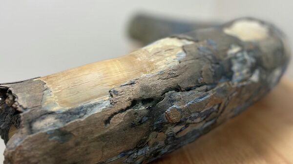 Бивень мамонта - Sputnik Литва