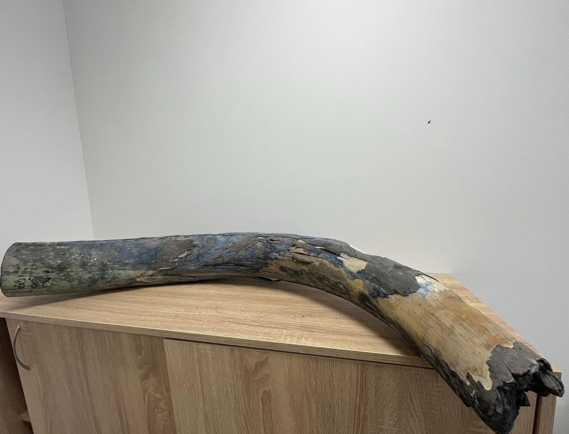 Бивень мамонта - Sputnik Литва, 1920, 25.02.2026