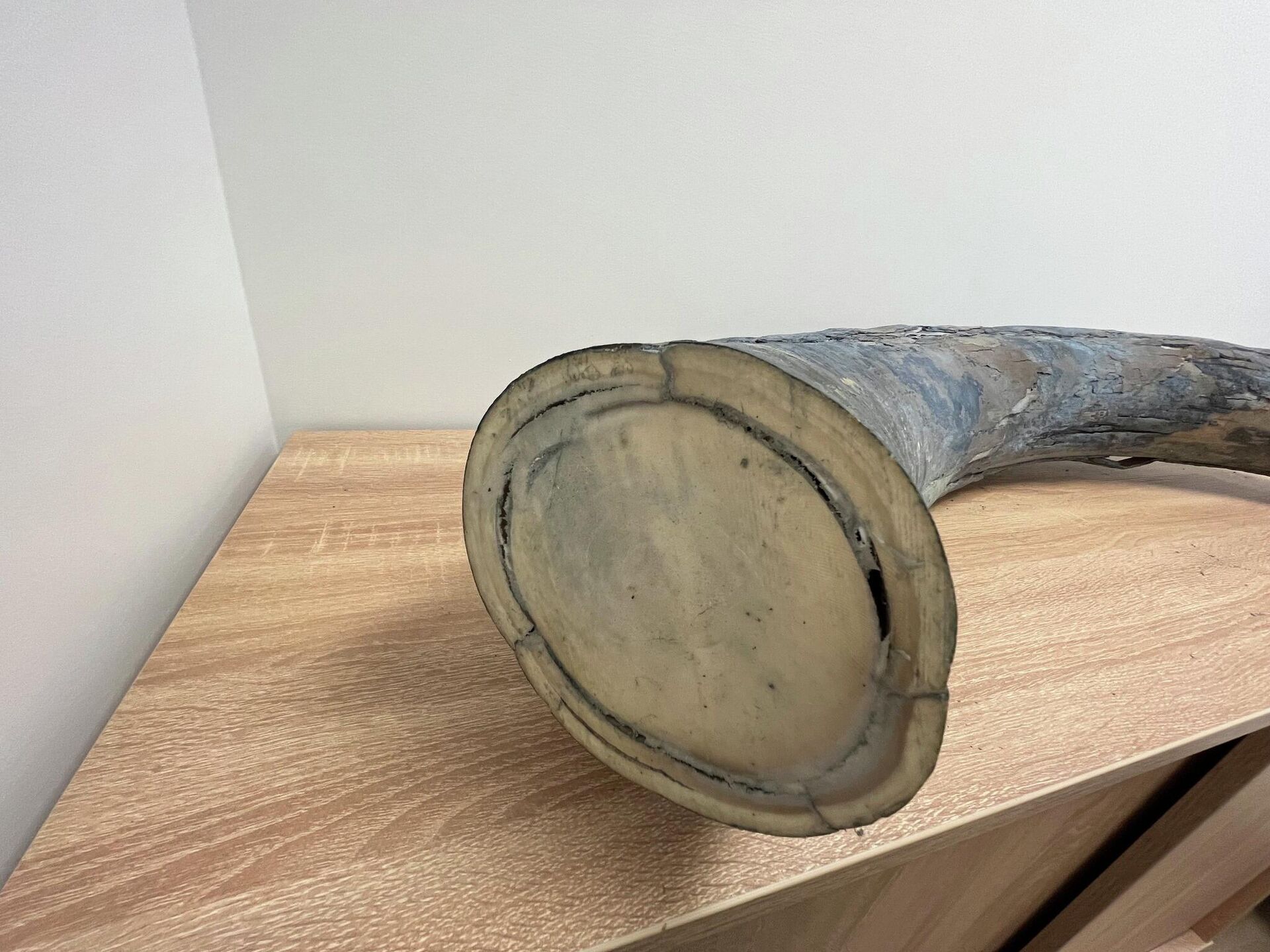 Бивень мамонта - Sputnik Литва, 1920, 25.02.2026