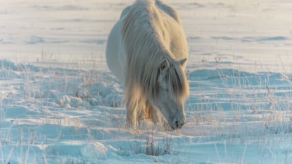 Лошадь на заснеженном поле, архивное фото - Sputnik Литва