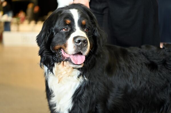 В выставочном центре Litexpo с 6 по 8 марта проходила Международная выставка собак. - Sputnik Литва