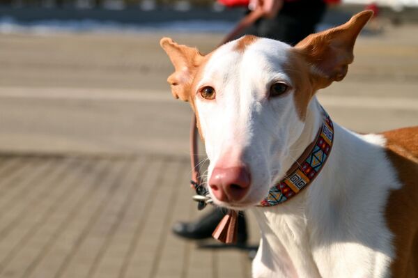 За выступлениями, характером и соответствием четвероногих друзей стандартам породы внимательно следили не только местные, но и зарубежные специалисты. - Sputnik Литва