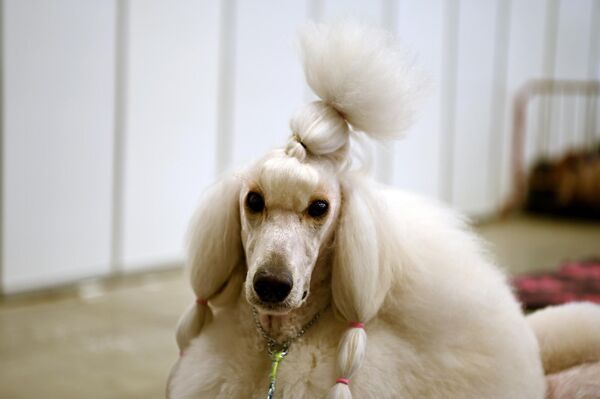 Традиционная международная выставка собак длилась три дня — "Вильнюсская весна", "Литовский победитель" и "Кубок Вильнюса". - Sputnik Литва