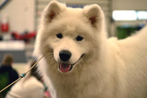 Ежедневно на выставочных рингах в Вильнюсе соревновались более 1600 собак различных пород. - Sputnik Литва