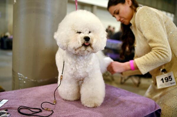 Внешний вид и дрессуру животных оценивали международные судьи из Ирландии, Германии, Дании, Хорватии, Эстонии, Польши, Румынии, Венгрии и Литвы. - Sputnik Литва