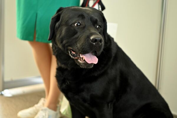 Среди соревнующихся были и представители редких пород – американские бесшерстные терьеры, немецкие доги, биверы, овернские бракки и другие. - Sputnik Литва