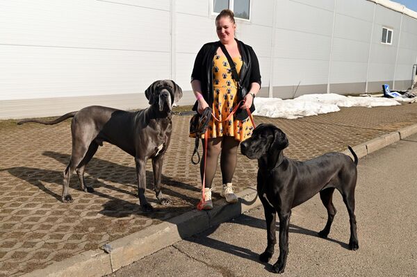 Мероприятие организовало Литовское кинологическое общество. - Sputnik Литва