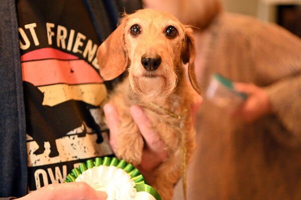 Посетители выставки могли не только полюбоваться редкими животными, но и насладиться насыщенной образовательной и развлекательной программой. - Sputnik Литва