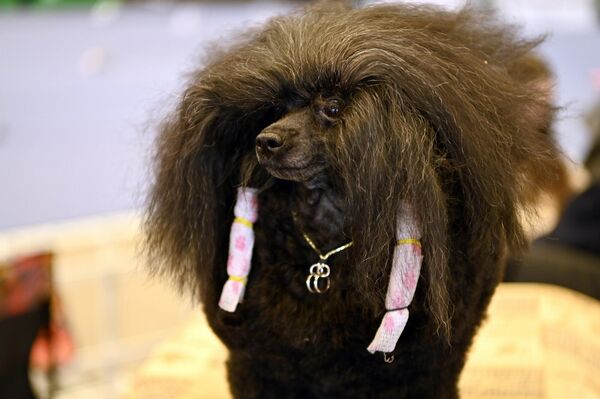 На ярмарке можно было купить все необходимое для питомца – от лакомств для щенков до оборудования для перевозки животных. - Sputnik Литва