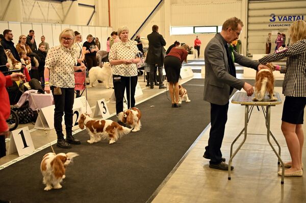 Такие мероприятия знакомят публику с различными породами собак, ответственным разведением, стандартами содержания питомцев. - Sputnik Литва